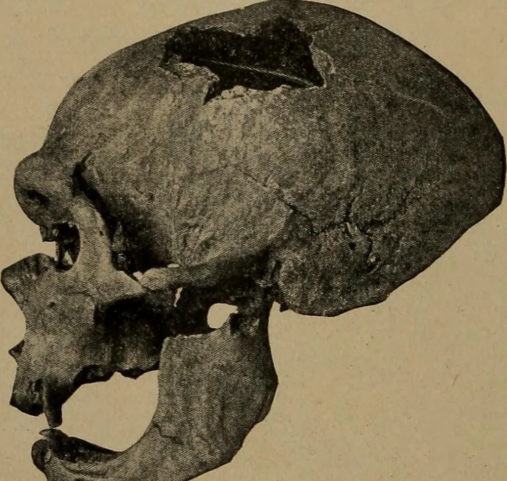 An illustration from Men of the old stone age, their environment, life and art, 1918, leaf 265