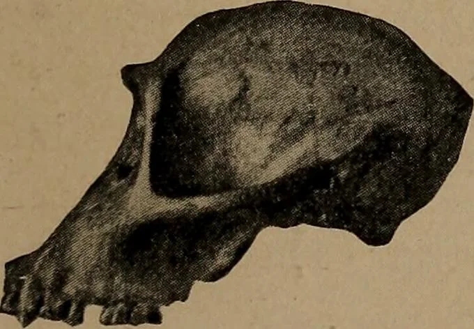An illustration from Men of the old stone age, their environment, life and art, 1918, leaf 268