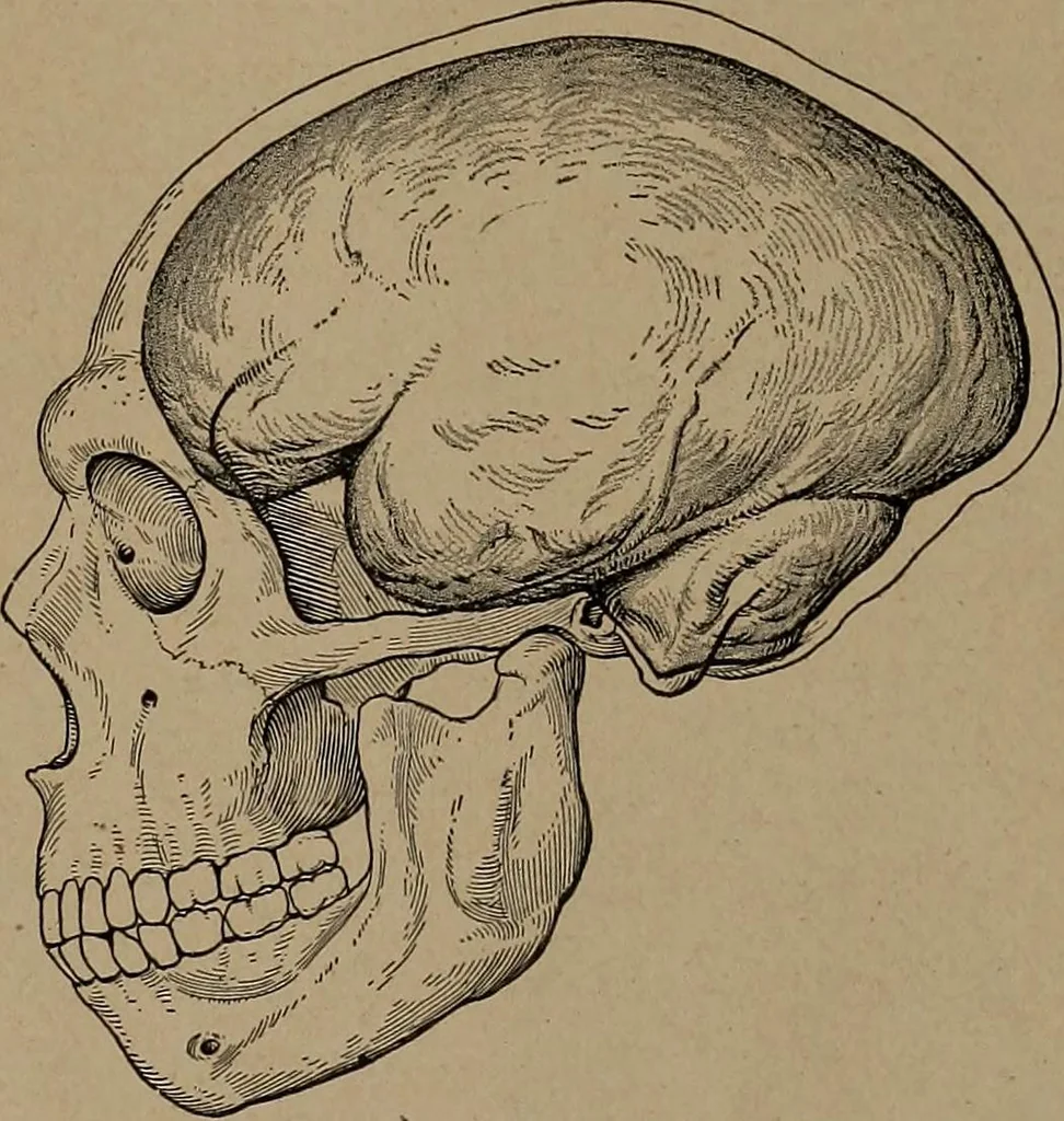 An illustration from Men of the old stone age, their environment, life and art, 1918, leaf 276