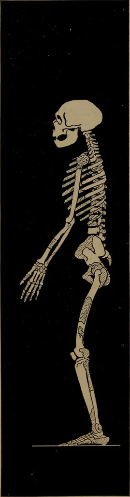 An illustration from Men of the old stone age, their environment, life and art, 1918, leaf 279
