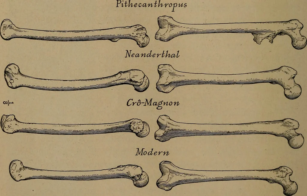 An illustration from Men of the old stone age, their environment, life and art, 1918, leaf 281