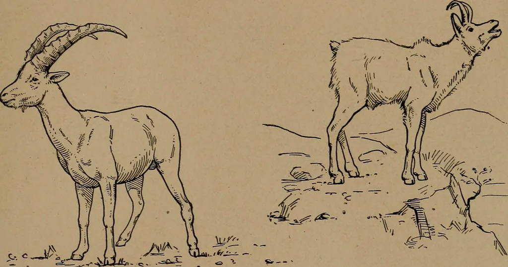 An illustration from Men of the old stone age, their environment, life and art, 1918, leaf 414