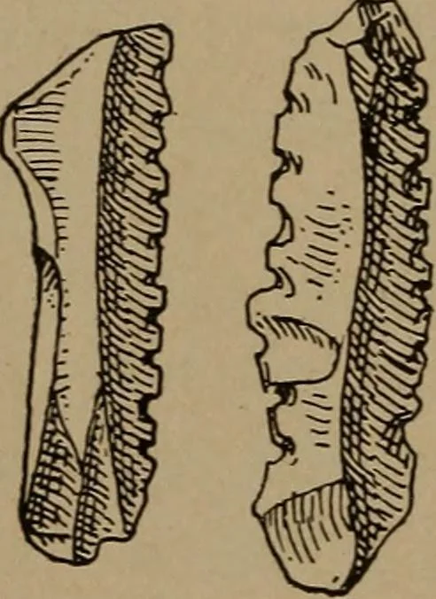 An illustration from Men of the old stone age, their environment, life and art, 1918, leaf 433