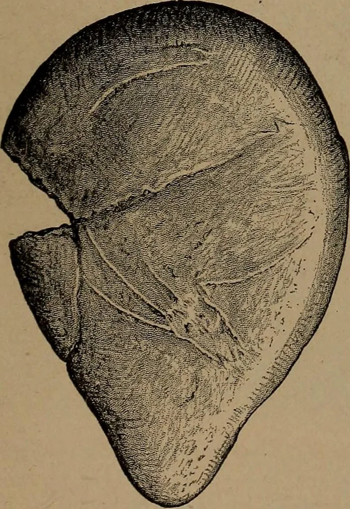 An illustration from Men of the old stone age, their environment, life and art, 1918, leaf 444