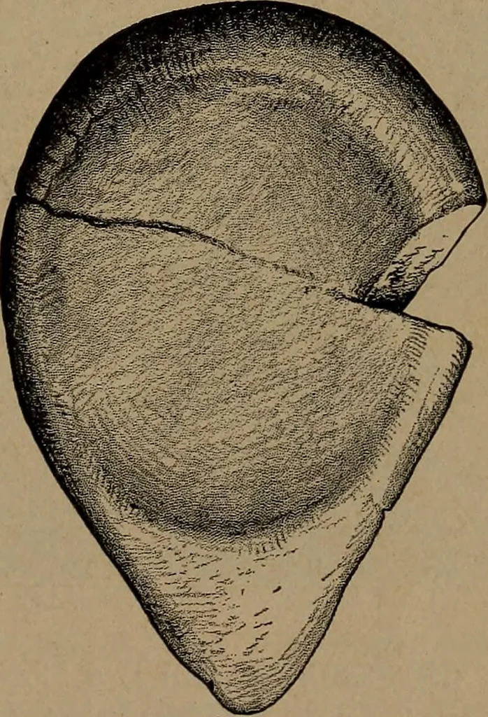 An illustration from Men of the old stone age, their environment, life and art, 1918, leaf 444
