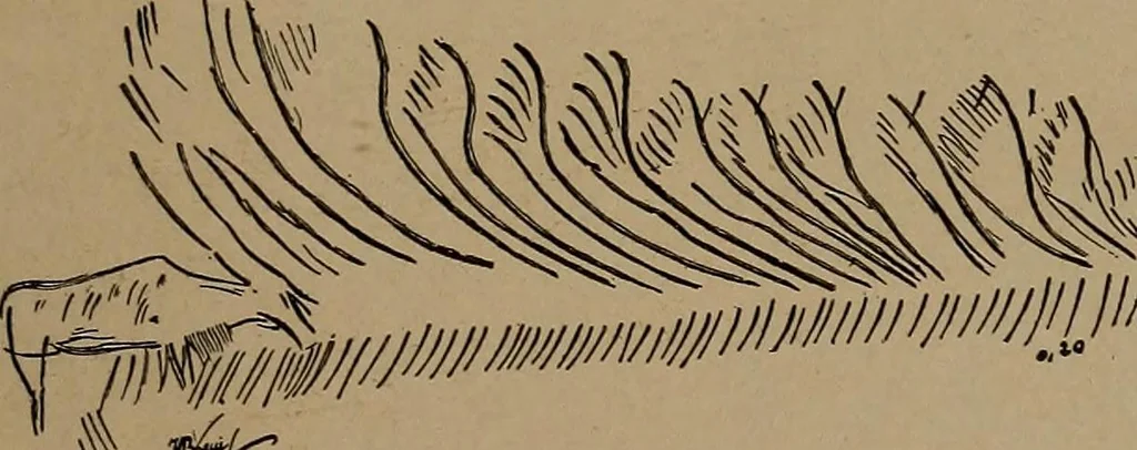 An illustration from Men of the old stone age, their environment, life and art, 1918, leaf 448