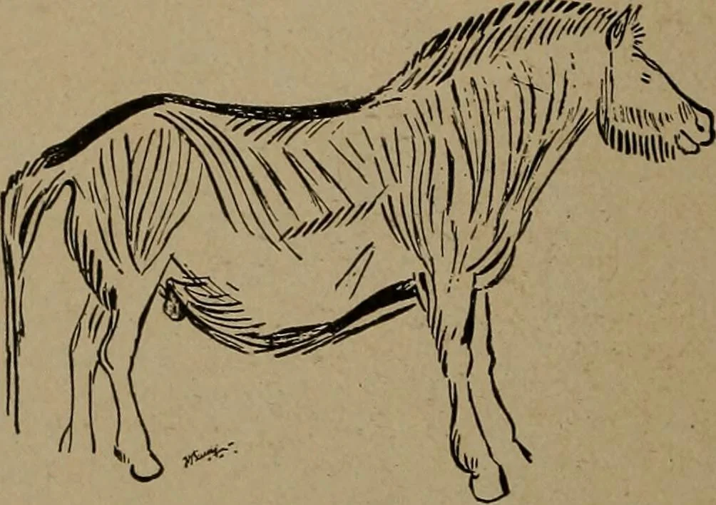 An illustration from Men of the old stone age, their environment, life and art, 1918, leaf 453