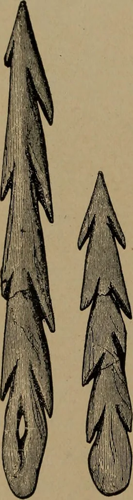 An illustration from Men of the old stone age, their environment, life and art, 1918, leaf 519