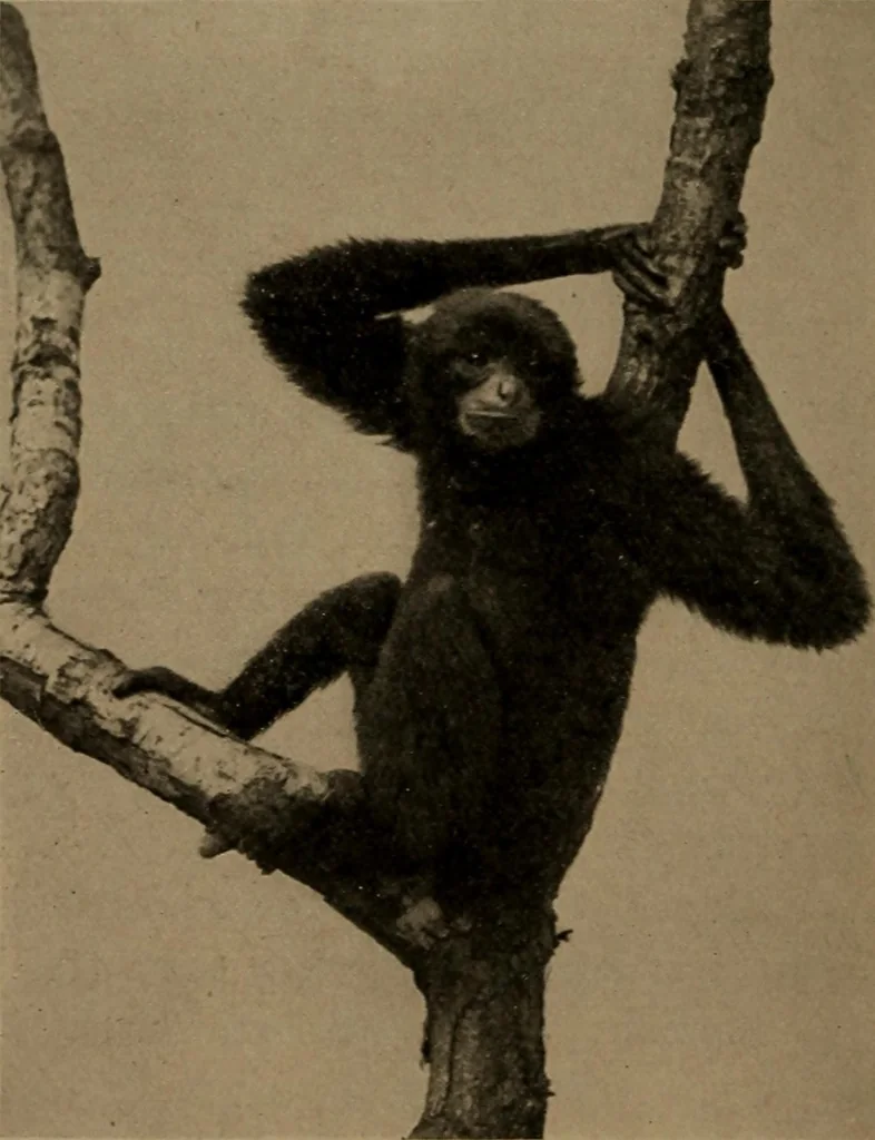 An illustration from Men of the old stone age, their environment, life and art, 1918, leaf 91