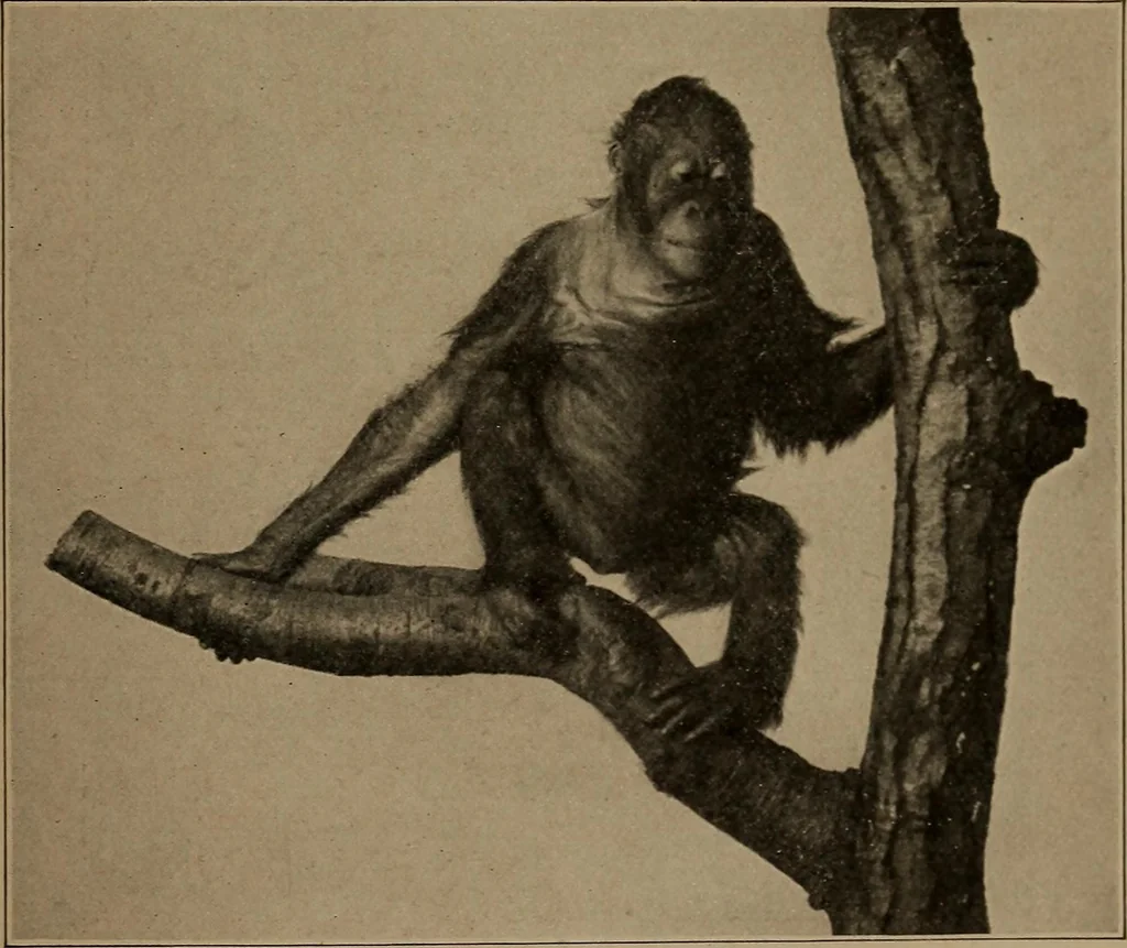 An illustration from Men of the old stone age, their environment, life and art, 1918, leaf 92