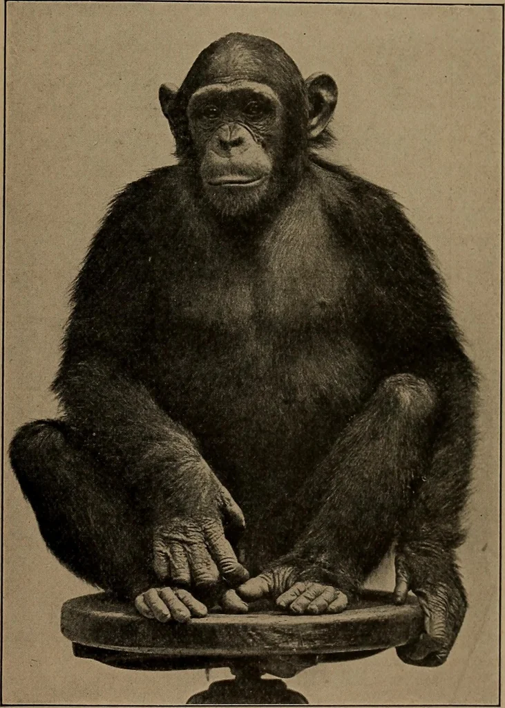 An illustration from Men of the old stone age, their environment, life and art, 1918, leaf 94