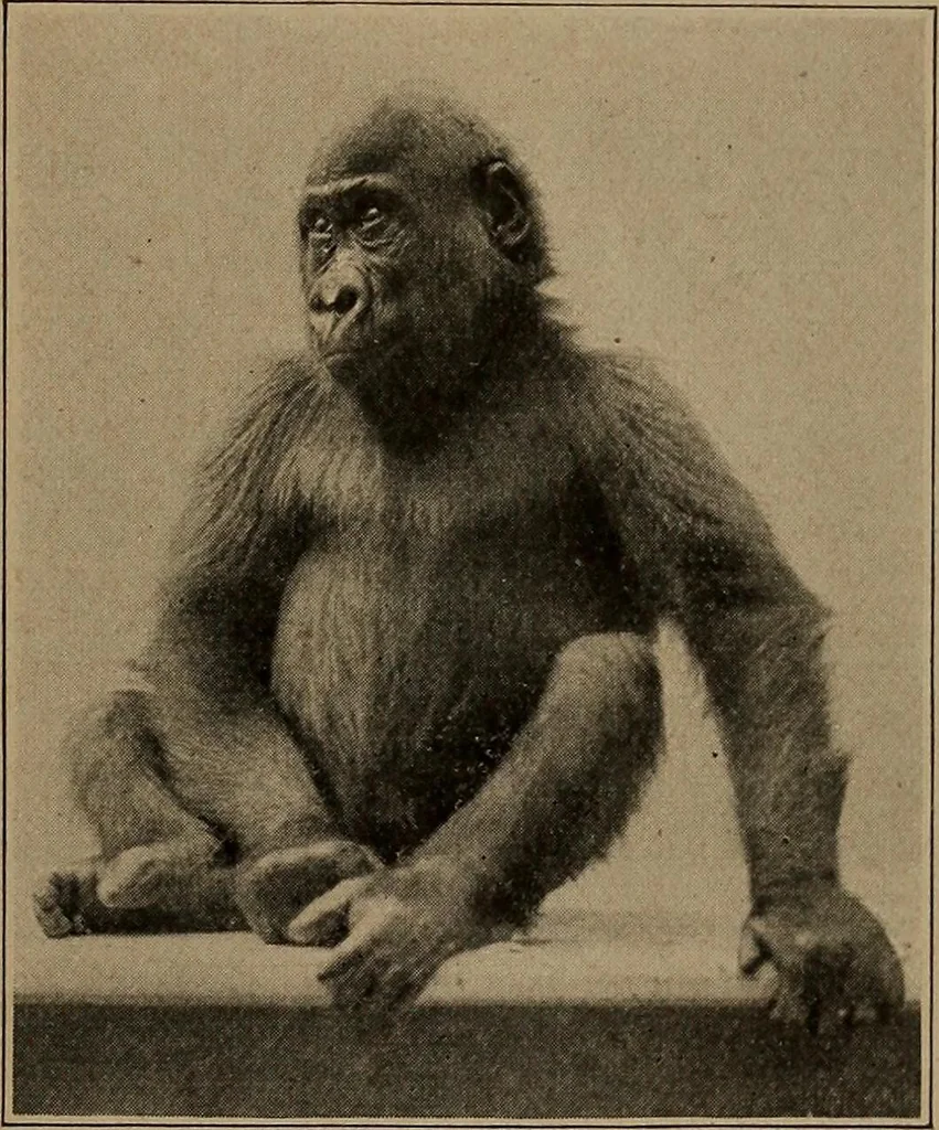An illustration from Men of the old stone age, their environment, life and art, 1918, leaf 96