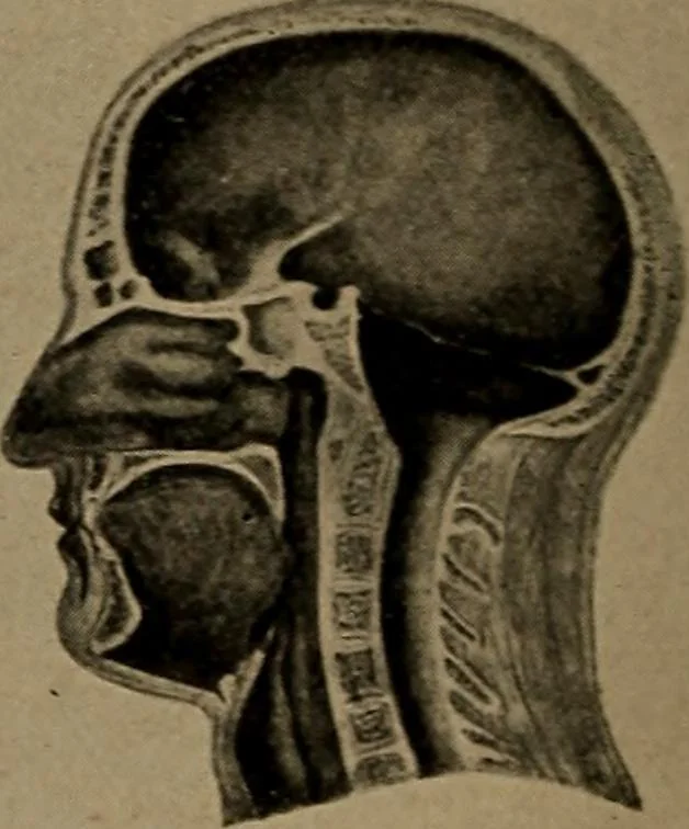 An illustration from Men of the old stone age, their environment, life and art, 1918, leaf 97