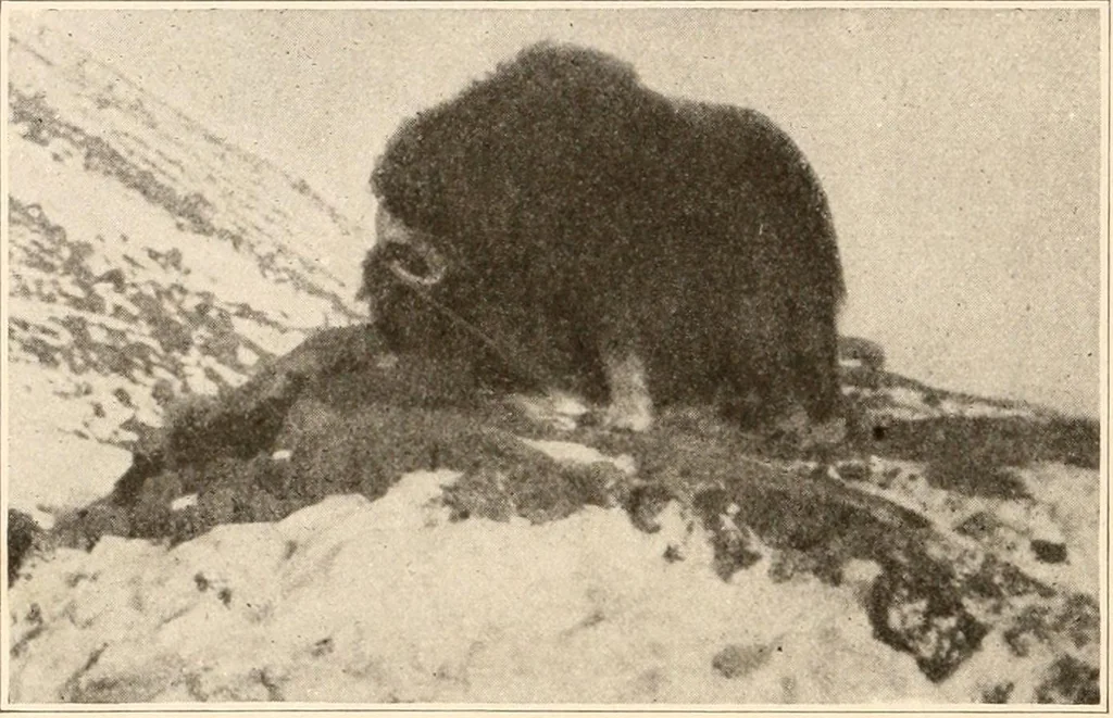An illustration from Men of the old stone age, their environment, life and art, 1916, leaf 101