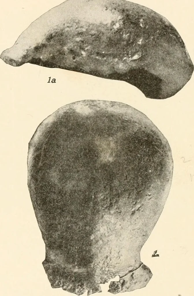 An illustration from Men of the old stone age, their environment, life and art, 1916, leaf 112