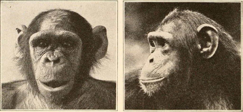 An illustration from Men of the old stone age, their environment, life and art, 1916, leaf 113