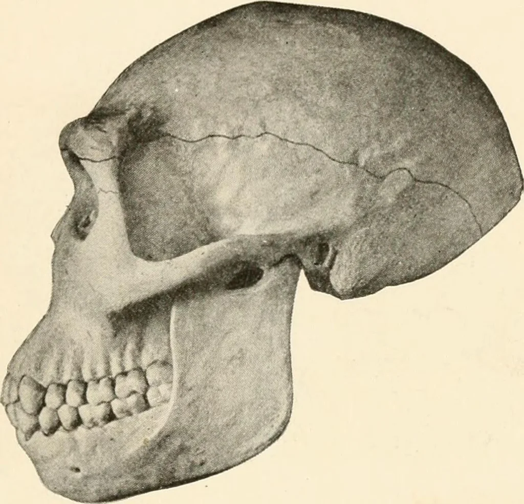 An illustration from Men of the old stone age, their environment, life and art, 1916, leaf 114