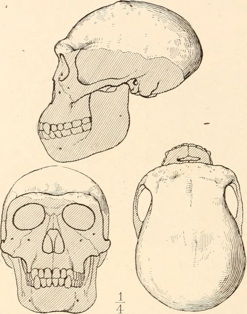 An illustration from Men of the old stone age, their environment, life and art, 1916, leaf 115