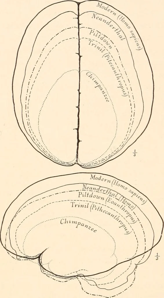 An illustration from Men of the old stone age, their environment, life and art, 1916, leaf 119