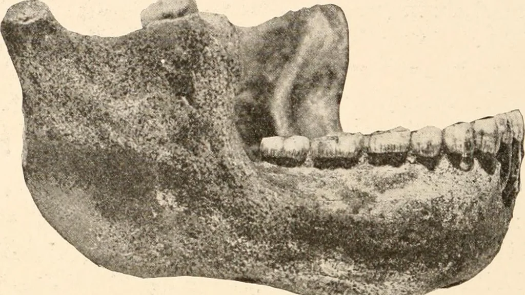 An illustration from Men of the old stone age, their environment, life and art, 1916, leaf 133