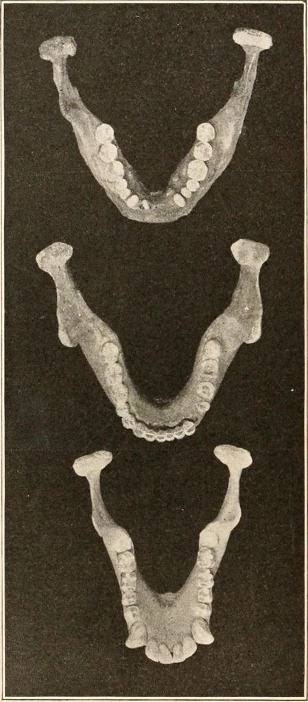 An illustration from Men of the old stone age, their environment, life and art, 1916, leaf 135