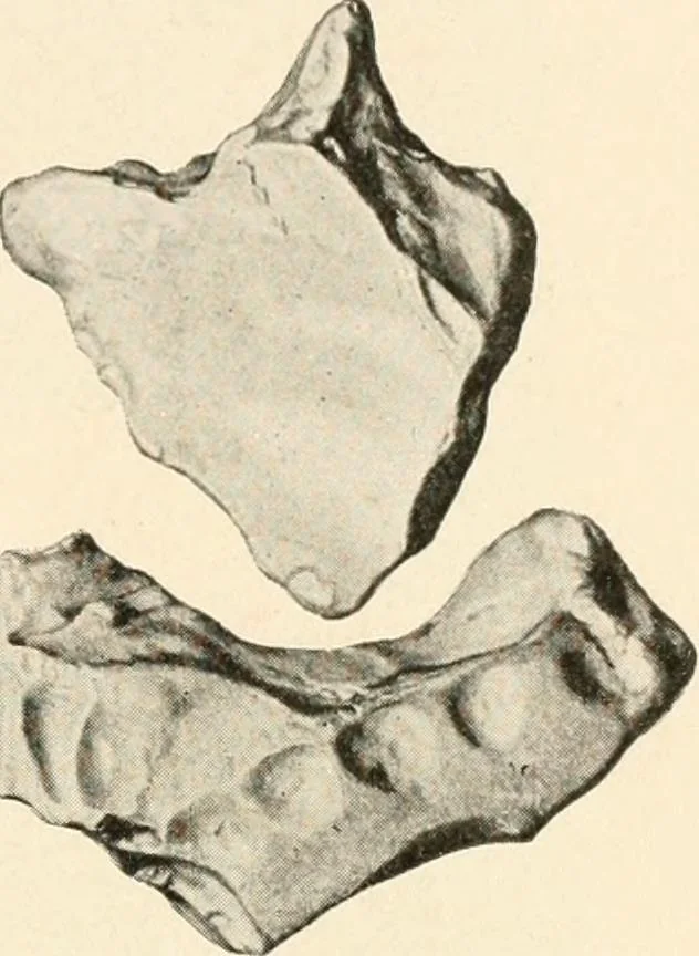 An illustration from Men of the old stone age, their environment, life and art, 1916, leaf 170