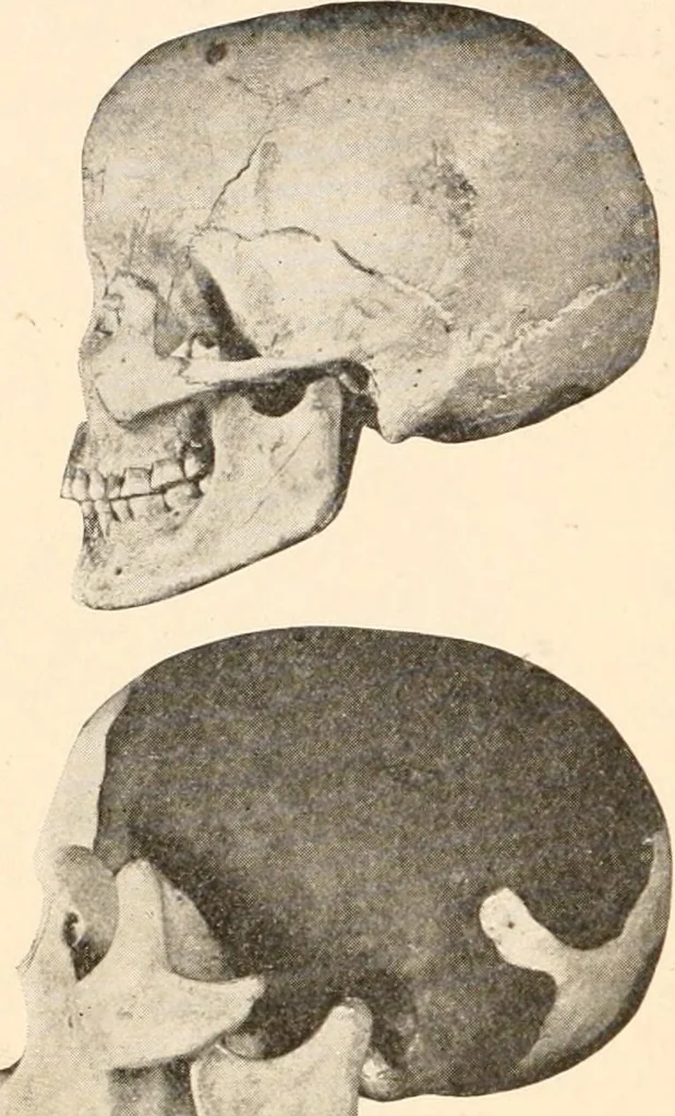 An illustration from Men of the old stone age, their environment, life and art, 1916, leaf 171