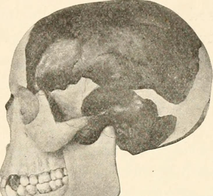 An illustration from Men of the old stone age, their environment, life and art, 1916, leaf 172