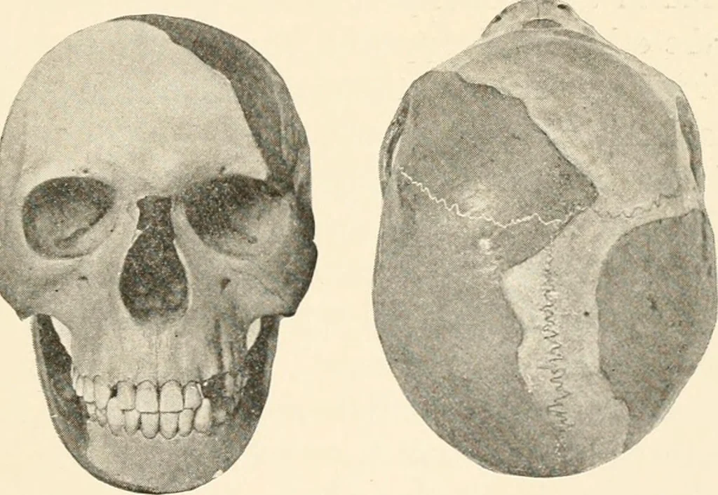 An illustration from Men of the old stone age, their environment, life and art, 1916, leaf 172