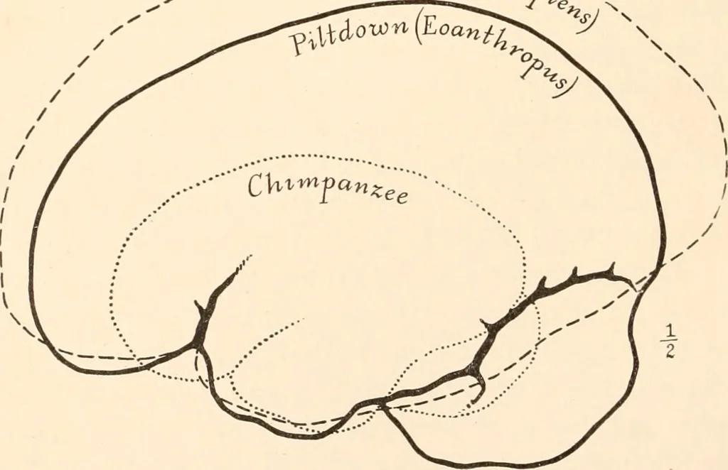 An illustration from Men of the old stone age, their environment, life and art, 1916, leaf 175