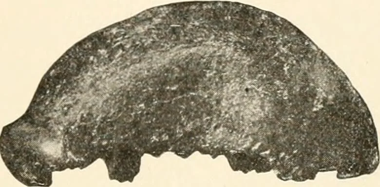 An illustration from Men of the old stone age, their environment, life and art, 1916, leaf 252