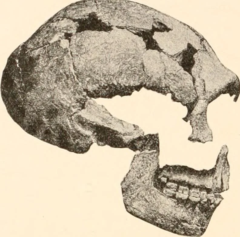 An illustration from Men of the old stone age, their environment, life and art, 1916, leaf 255