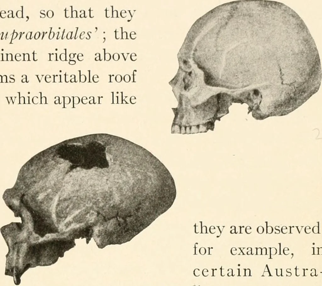 An illustration from Men of the old stone age, their environment, life and art, 1916, leaf 262