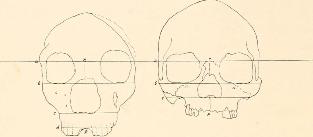 An illustration from Men of the old stone age, their environment, life and art, 1916, leaf 263