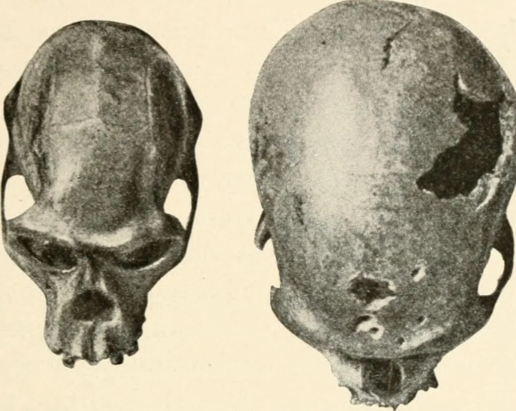 An illustration from Men of the old stone age, their environment, life and art, 1916, leaf 266