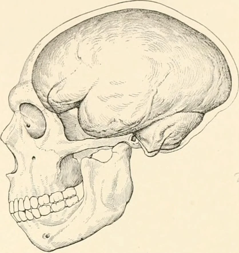 An illustration from Men of the old stone age, their environment, life and art, 1916, leaf 270
