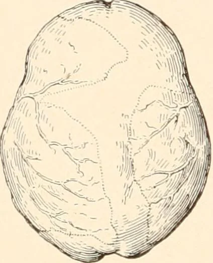 An illustration from Men of the old stone age, their environment, life and art, 1916, leaf 271