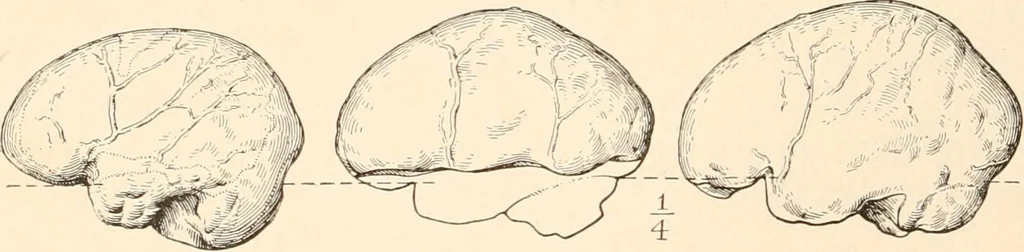 An illustration from Men of the old stone age, their environment, life and art, 1916, leaf 271