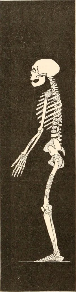 An illustration from Men of the old stone age, their environment, life and art, 1916, leaf 273