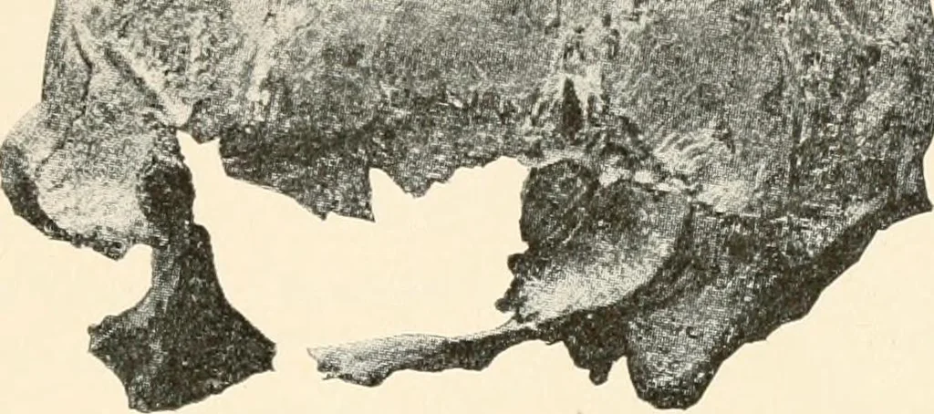 An illustration from Men of the old stone age, their environment, life and art, 1916, leaf 370