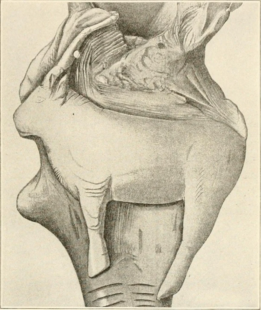 An illustration from Men of the old stone age, their environment, life and art, 1916, leaf 392
