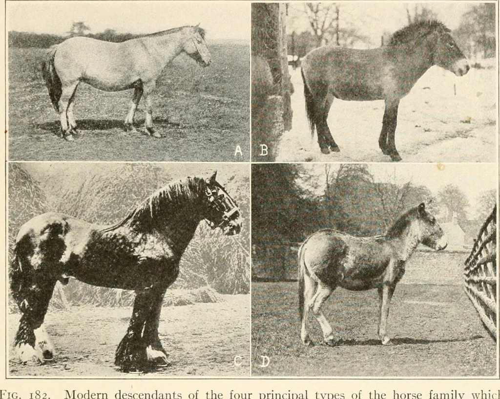 An illustration from Men of the old stone age, their environment, life and art, 1916, leaf 404