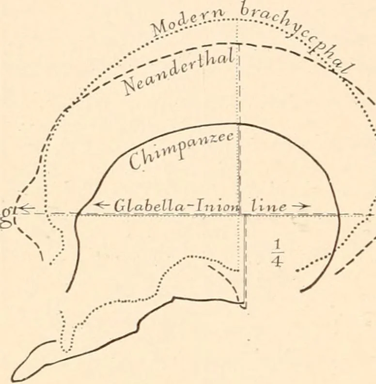 An illustration from Men of the old stone age, their environment, life and art, 1916, leaf 41
