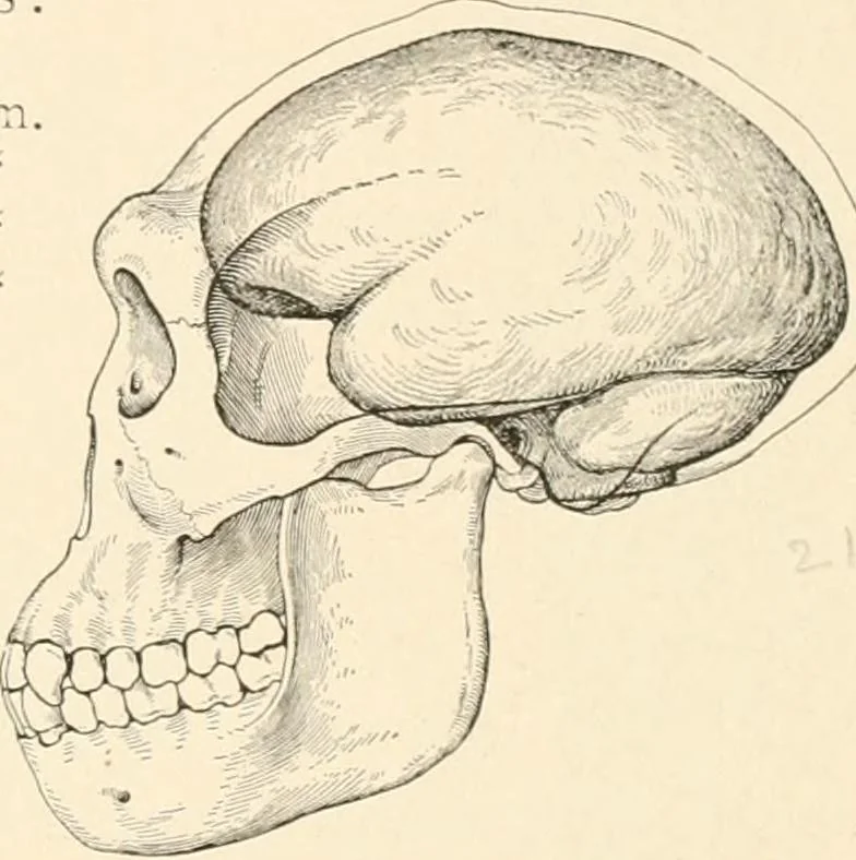 An illustration from Men of the old stone age, their environment, life and art, 1916, leaf 42