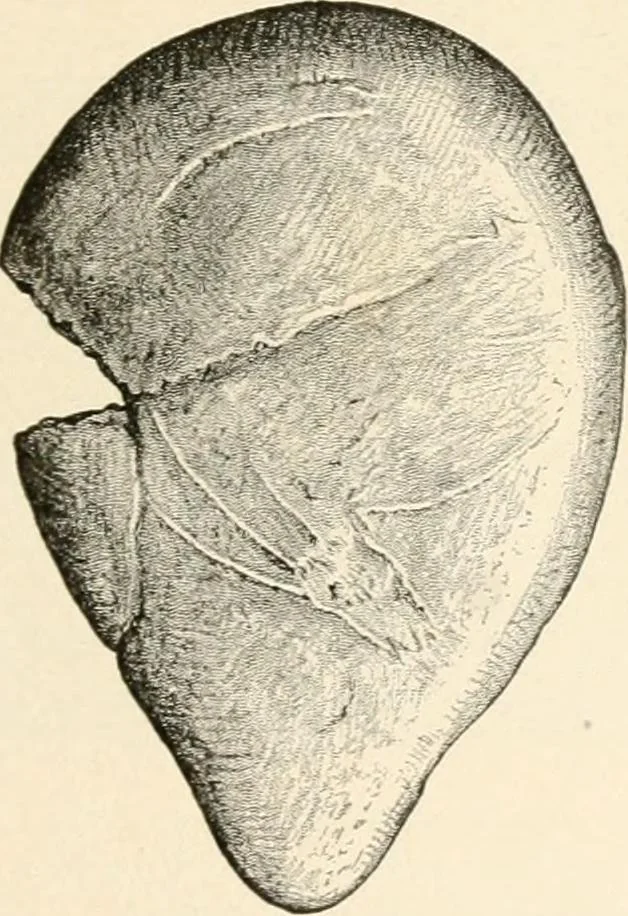 An illustration from Men of the old stone age, their environment, life and art, 1916, leaf 438