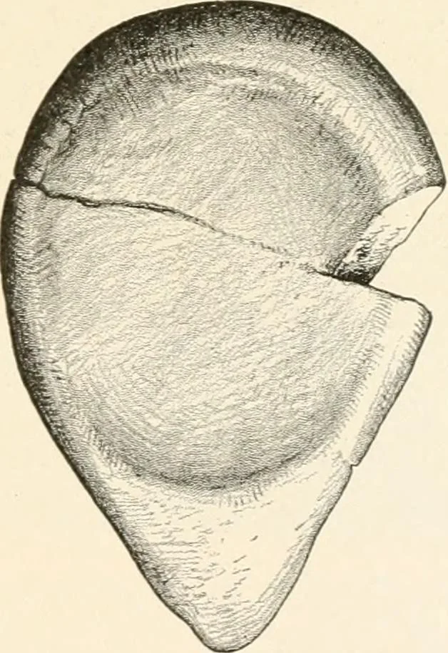 An illustration from Men of the old stone age, their environment, life and art, 1916, leaf 438