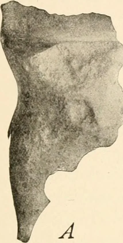 An illustration from Men of the old stone age, their environment, life and art, 1916, leaf 44