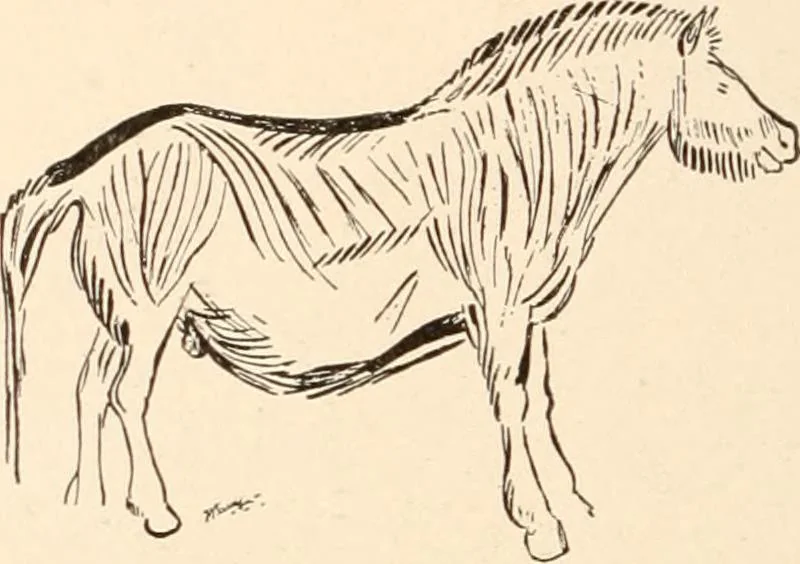 An illustration from Men of the old stone age, their environment, life and art, 1916, leaf 447