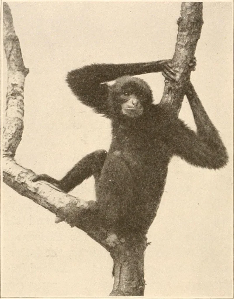 An illustration from Men of the old stone age, their environment, life and art, 1916, leaf 85