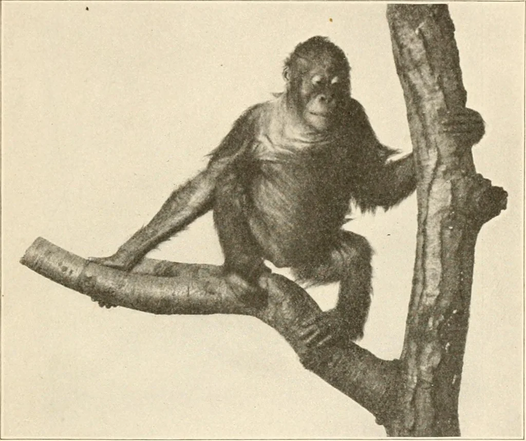 An illustration from Men of the old stone age, their environment, life and art, 1916, leaf 86